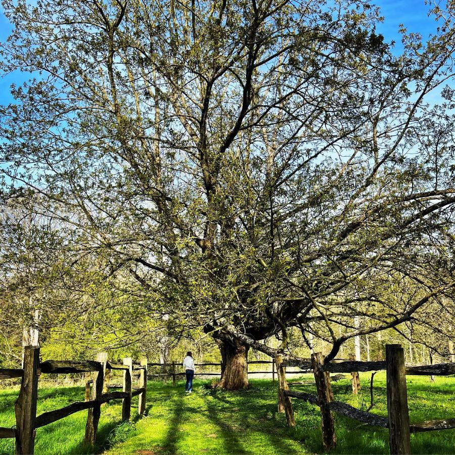 Domaine De Fresnoy Bed and Breakfast Loison-sur-Créquoise Exteriör bild